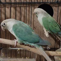 جفت گرینچیک سخنگو سرحال و کشیده|پرنده|شاهرود, |دیوار