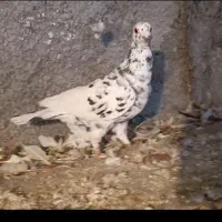 20تا مادع ساار سرخ کرمونی|پرنده|تربتحیدریه, بی بی حسنیه|دیوار