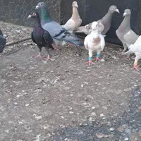 کبوترخطی|پرنده|اقبالیه, |دیوار