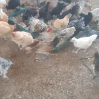 مرغ وخروس|حیوانات مزرعه|کاشان, مزرعه نو|دیوار