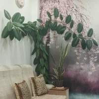 گل فیلتوس سالم وسرحال