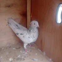 کفتر سرور ماده|پرنده|شاهدشهر, |دیوار