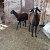 فروش دو عدد گوسفند بره دار|حیوانات مزرعه|سراب, |دیوار