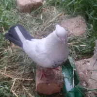 کفتر دم سیاه