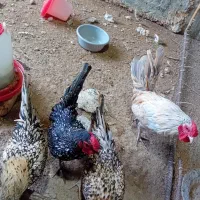 ۴ تا مرغ و خروس تزئینی|حیوانات مزرعه|مینودشت, |دیوار