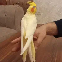 عروس هلندی|پرنده|تبریز, |دیوار