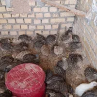 فروش بلدرچین زنده|حیوانات مزرعه|بهبهان, |دیوار