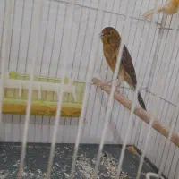 جوجه قناری|پرنده|مشهد, باغون آباد|دیوار