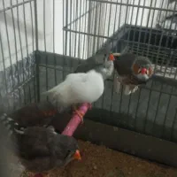 فنچ