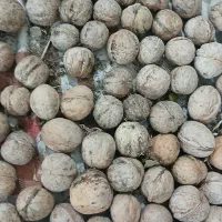 گردو