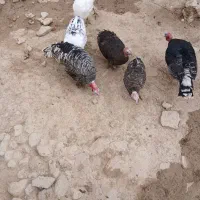 بوقلمون