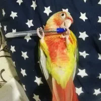 گرینجیک گمشده