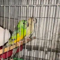 ی جفت آوازه خوان زیبا