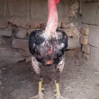 خروس لاری|حیوانات مزرعه|رزن, |دیوار