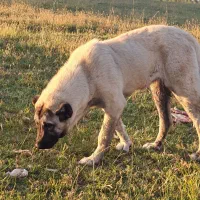 دزدیده شدن|حیوانات|ماکو, |دیوار