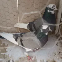 کفتر کبوتر|حیوانات|اندیشه, اندیشه فاز ۱|دیوار