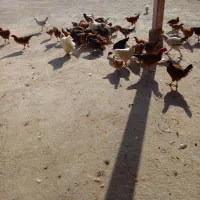 فروش نیمچه خروس و مرغ