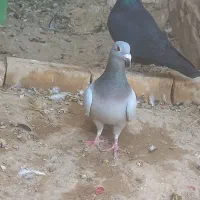 سبز ماده مسافتی آلمانی|پرنده|مشهد, قائم|دیوار