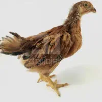 جوجه مرغ محلی