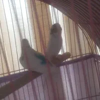 مرغ عشق سالموبازی گوش