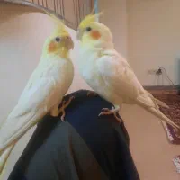 عروس هلندی مولد و پیش مولد