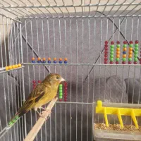 سهره قناری روبه مستی دهن سقا|پرنده|کرمان, |دیوار