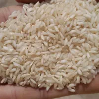 پخش تولید برنج عنبربو حاج علی