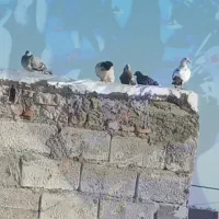 فروشی
