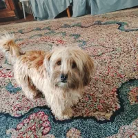 سگ پودل تریر|سگ|کرمان, |دیوار