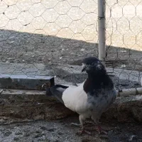 کبوتر،تهرانی درجه یک،شرطی|پرنده|بیستون, |دیوار