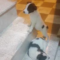 توله سگ