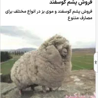 فروش پشم