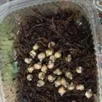 جوجه حلزون|خزنده|پرند, فاز ۶|دیوار