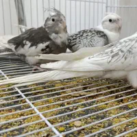 عروس هلندی|پرنده|تربت‌حیدریه, پیشکوه|دیوار