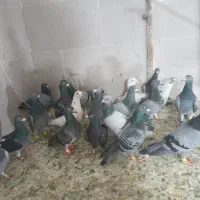 کفتر ۲۰
