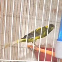 قناری رسمی بلند