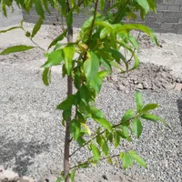 باغچه باغ220متر/چهاردیواری/آسفالت/مالک هستم|فروش زمین و ملک کلنگی|شهریار, شهریار|دیوار