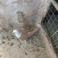 کبوتران آس|پرنده|سبزوار, جهاد کشاورزی|دیوار