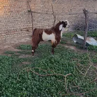 نر بز تخمی تیز ران