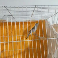 قناری نر یک سر اهویی