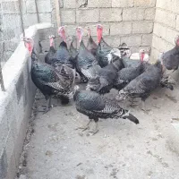 تخم نطفه دار بوقلمون