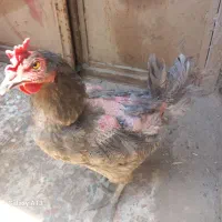 فروش دوعدد مرغ محلی تخم گذار