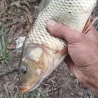 لانسر وکاسی