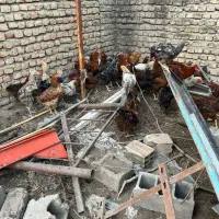 مرغ وخروس|پرنده|مینودشت, |دیوار