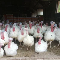 بوقلمون پروار|حیوانات مزرعه|جغتای, |دیوار