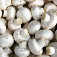 قارچ برداشت روز|خوردنی و آشامیدنی|دهگلان, |دیوار