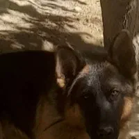 سگ ژرمن شپهرد|سگ|رزن, |دیوار