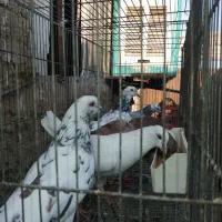 کفتر.کبوتر تهرانی پرشی ساعت دار|پرنده|شهریار, شهرک امیریه|دیوار