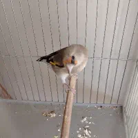 ماده سهره گل بلند|پرنده|کرمان, |دیوار