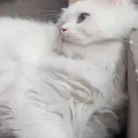 گربه پرشین 5